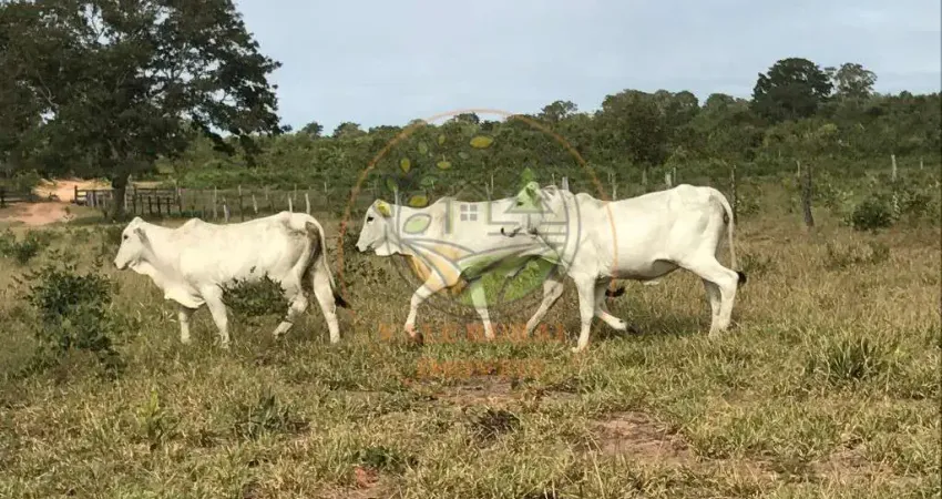 Grande oportunidade fazenda à venda -itiquira/mt (divisa com ms) fa00348