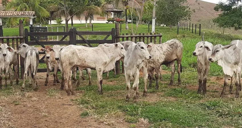 FAZENDA DE 18,5 ALQUEIRES A 20 KM DE GOV. VALADARES