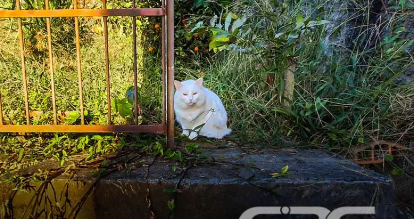 Casa com 4 quartos à venda na Rua Voluntários da Pátria, 226, Itaum, Joinville