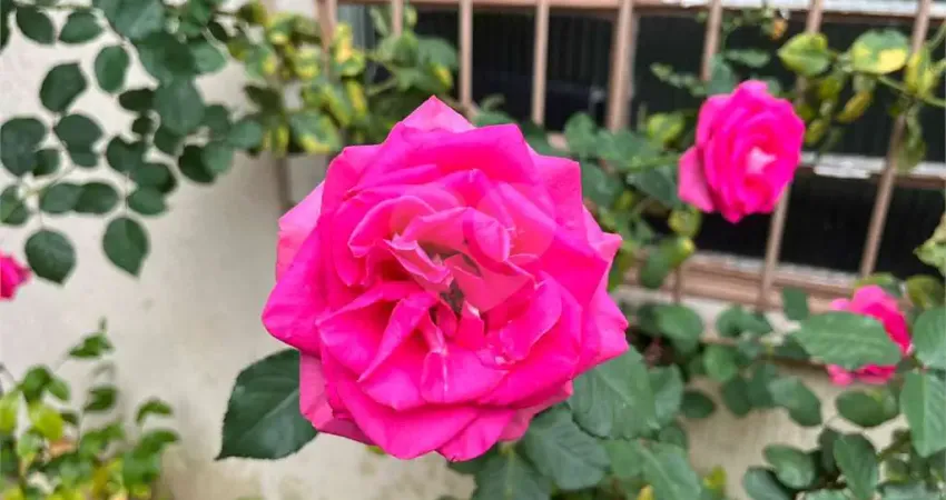 Casa com 3 quartos à venda na Rua Adalberto de Queiroz Telles, 148, Mandaqui, São Paulo