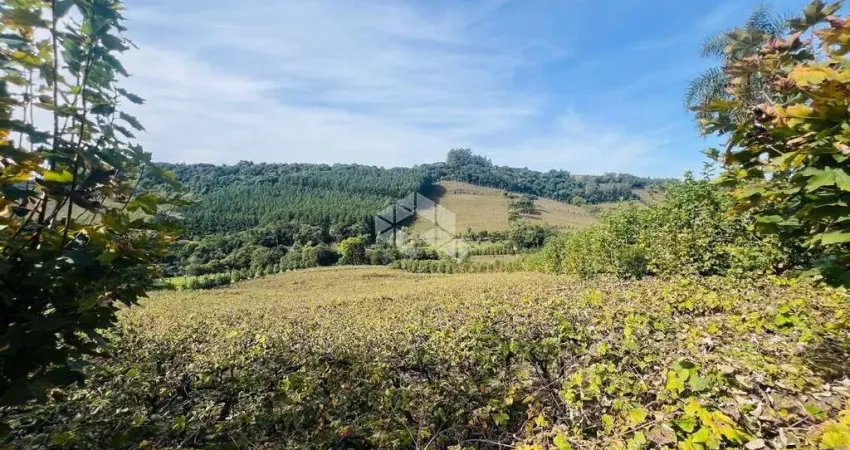 Chácara com parreirais na Serra Gaúcha, Linha Paulina.
