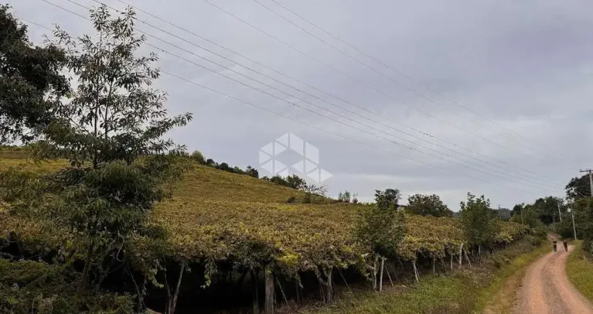 Propriedade rural com produção de uvas isabel de 30 a 40 mil kg/ano