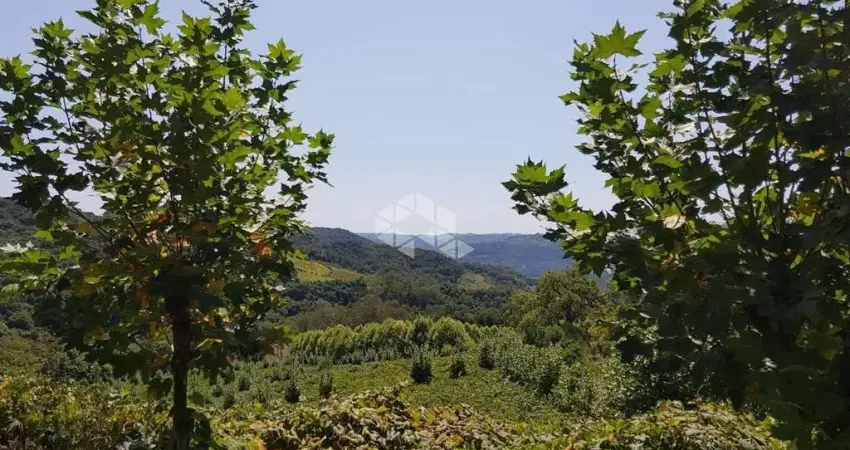 Área Rural na Linha Leopoldina - 13,8 Hectares com Vinhedo Produtivo