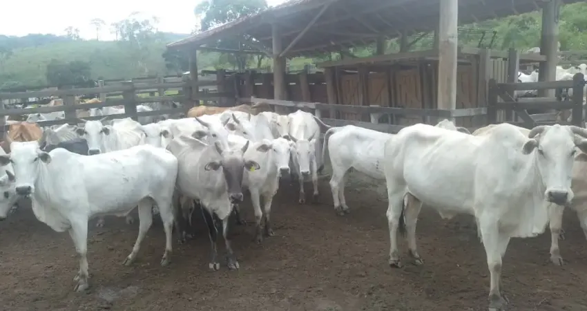 Chácara / sítio com 2 quartos à venda na Área Rural, Sn, Área Rural de Guaratinguetá, Guaratinguetá