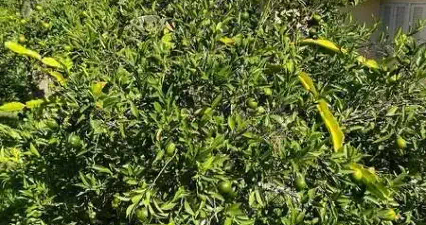 Chácara / sítio com 4 quartos à venda na Prainha, 11, Prainha, Maquiné