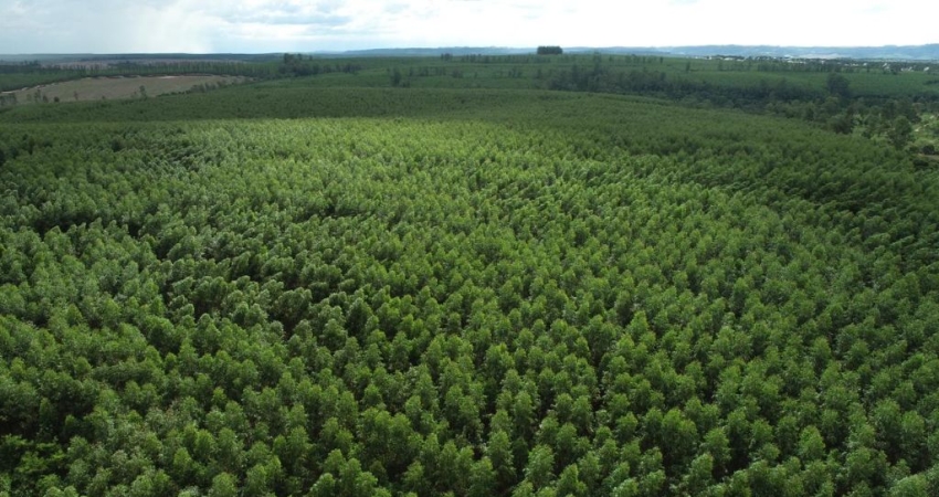FAZENDA COM EUCALIPTO A VENDA NA REGIÃO DE BOTUCATU - SP 