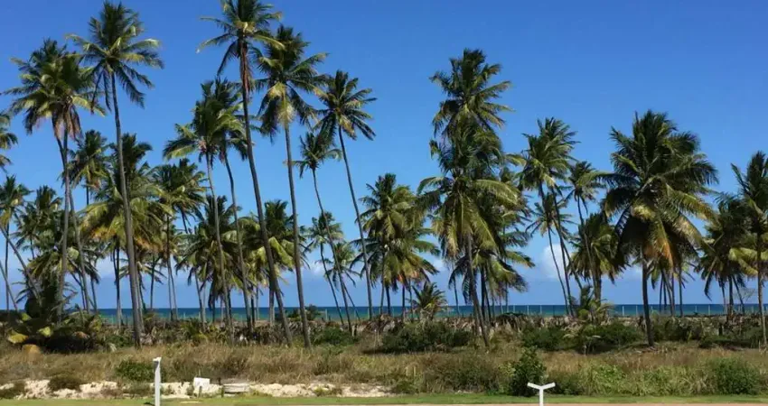 Piscinas naturais - jangadas - terrreno - piscinas naturais - tartarugas - esquina de alameda