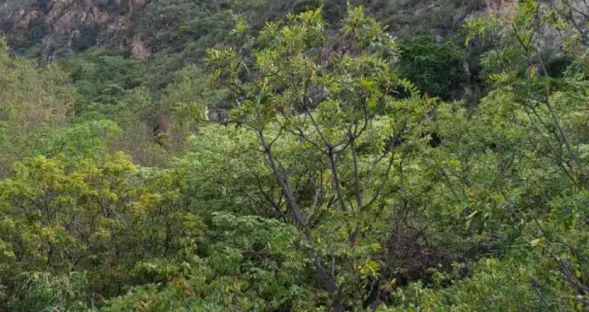 Chácara / sítio à venda na OLHO D'AGUA Brejo Grande, Brejo Grande, Boquira
