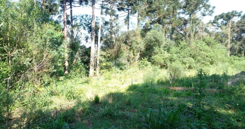 Chácara / sítio à venda na Vicente Prieto, 10761, Pinhal Alto, Nova Petrópolis