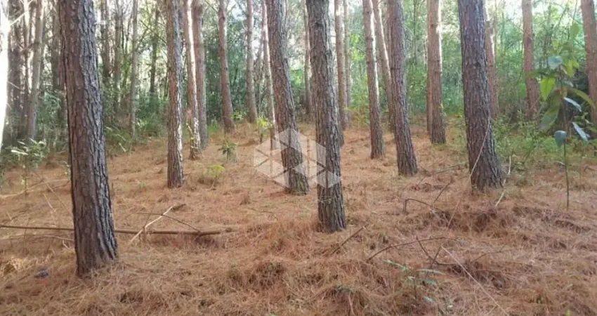 Chácara / sítio à venda na RS 235, 19, Linha Araripe, Nova Petrópolis