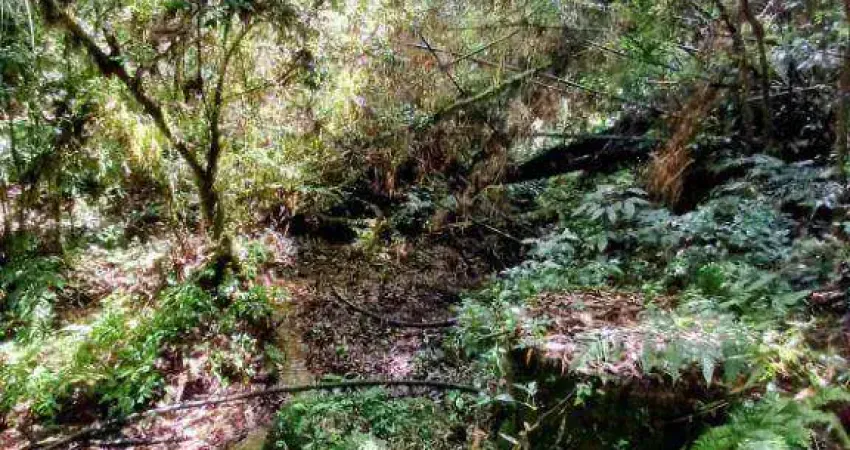Chácara à venda, 63200 m² por R$ 700.000,00 - Bateias - Campo Largo/PR