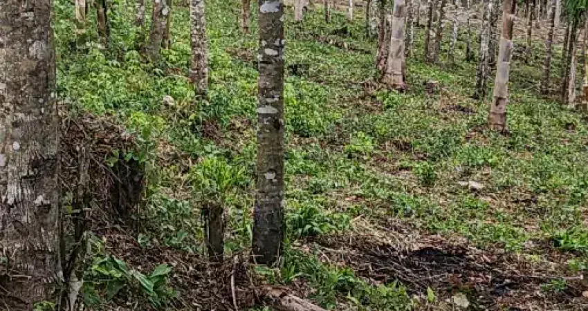 Chácara / sítio à venda na Rua Coronel Monteiro, Roseira, Campina Grande do Sul