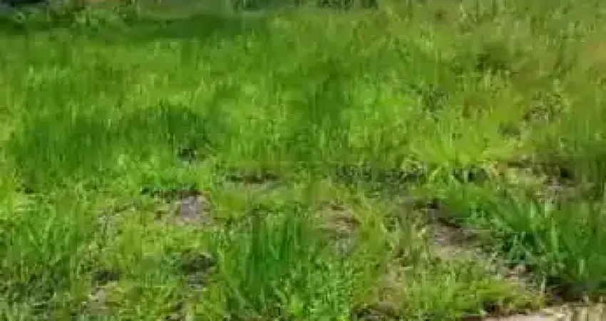 Terreno à venda no Maisparque Rio Preto, São José do Rio Preto 