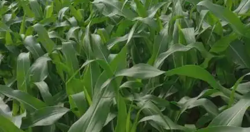 Chácara / sítio à venda na Indefinido, Centro, Campo Grande