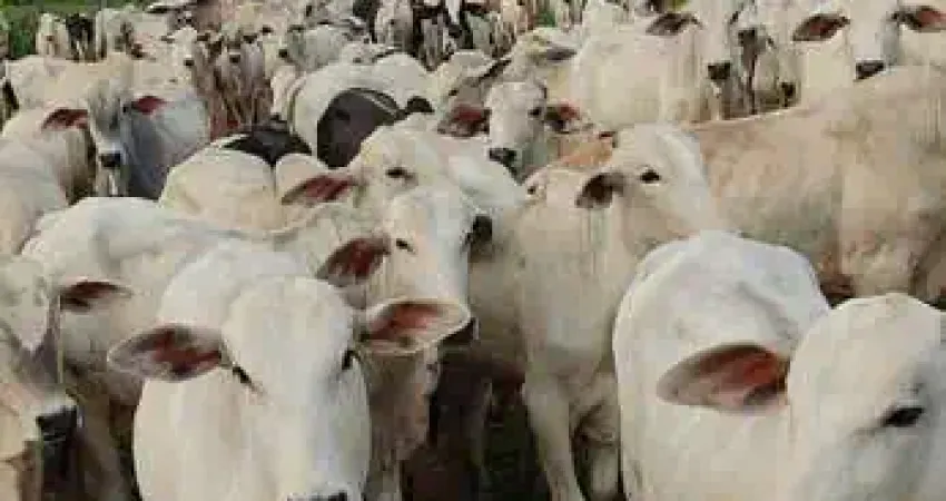 Chácara / sítio à venda na CENTRO, Centro, Cacoal