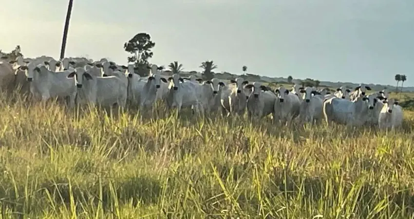 Chácara / sítio à venda na CENTRO, Setor Central, Santa Fé do Araguaia