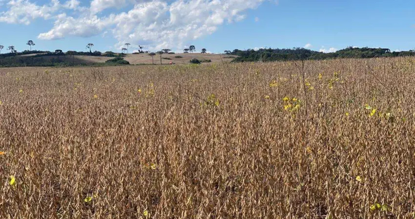 Chácara / sítio à venda na CENTRO, Centro, Guarapuava