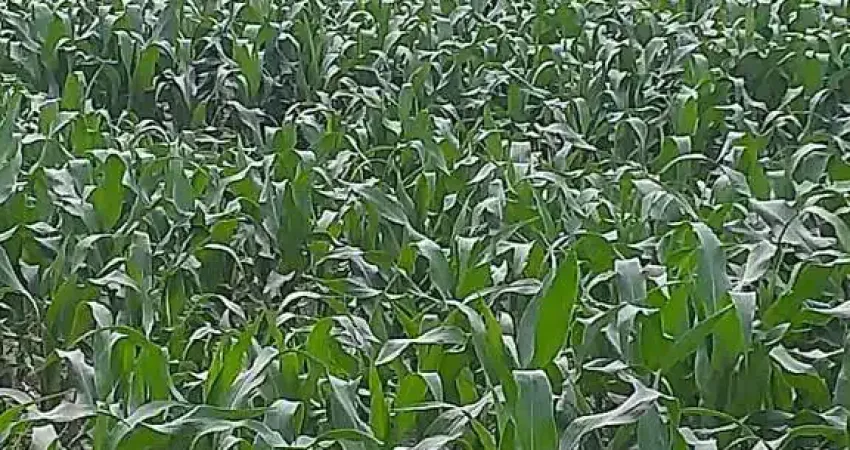 Chácara / sítio à venda na CENTRO, Centro, Paranatinga