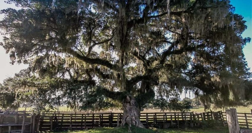 Fazenda 80 Hectares em  Lomba Grande