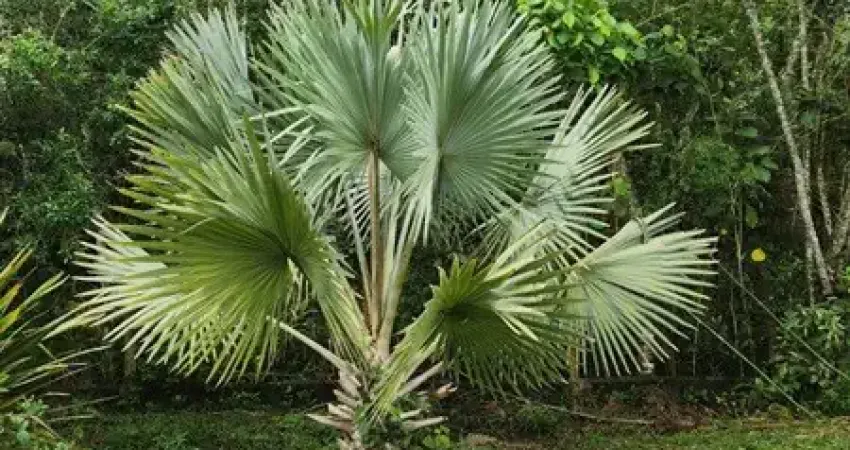 Chácara / sítio com 4 quartos à venda no Nirvana, Biritiba-Mirim 