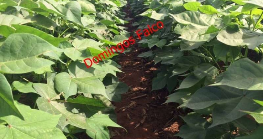 Fazenda à venda na Zona Rural, Paranatinga 