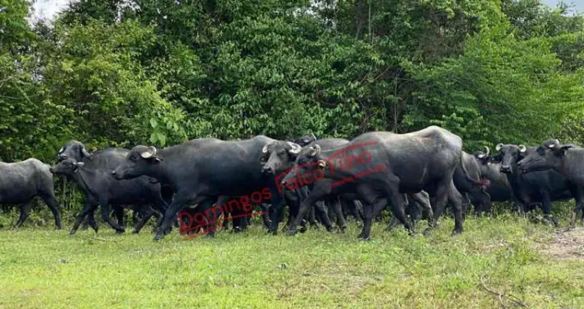 Fazenda à venda na Zona Rural, Adrianópolis