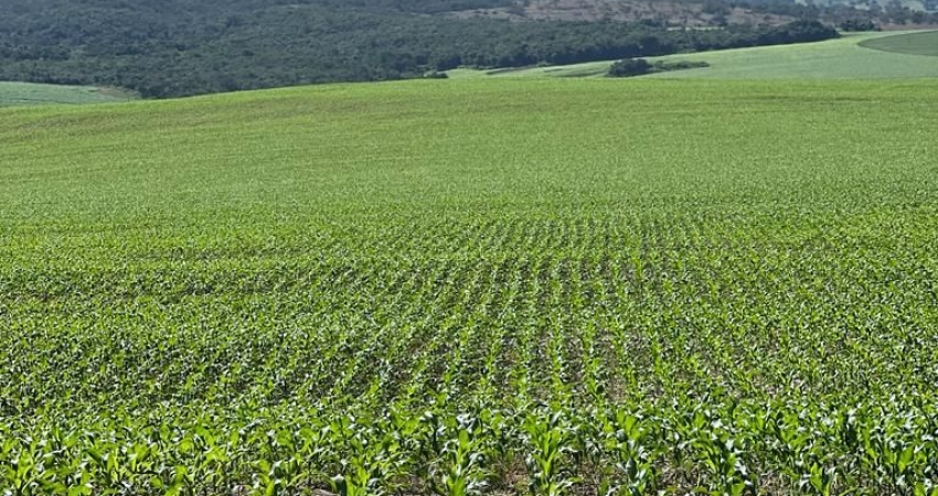 Fazenda de 179 alqueires em lavoura irrigada e pecuária