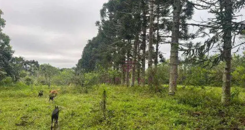 Sítio à venda, 42000 m² por R$ 1.100.000,00 - Neópolis - Gravataí/RS