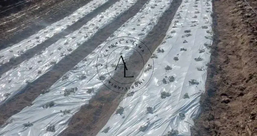 Chácara / sítio à venda na Bandeira do sul, 2, Centro, Bandeira do Sul