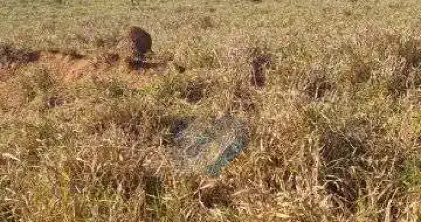 Chácara / sítio com 1 quarto à venda na FAZENDA EM COLINAS TO, S/N, Zona Rural, Colinas do Tocantins