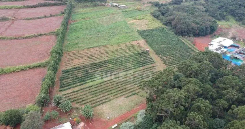 Área rural com agroindústria de frutas à venda – pronta para produção!