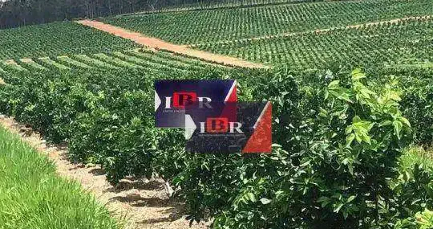 Fazenda à venda na Área Rural, Área Rural de Avaré, Avaré