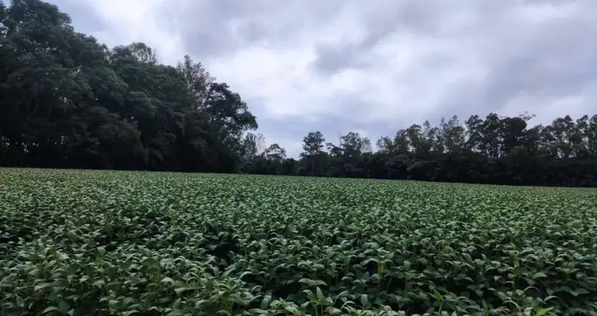 Chácara / sítio à venda na Rua Bernardo Guimarães, Colônia Dona LuÍza, Ponta Grossa