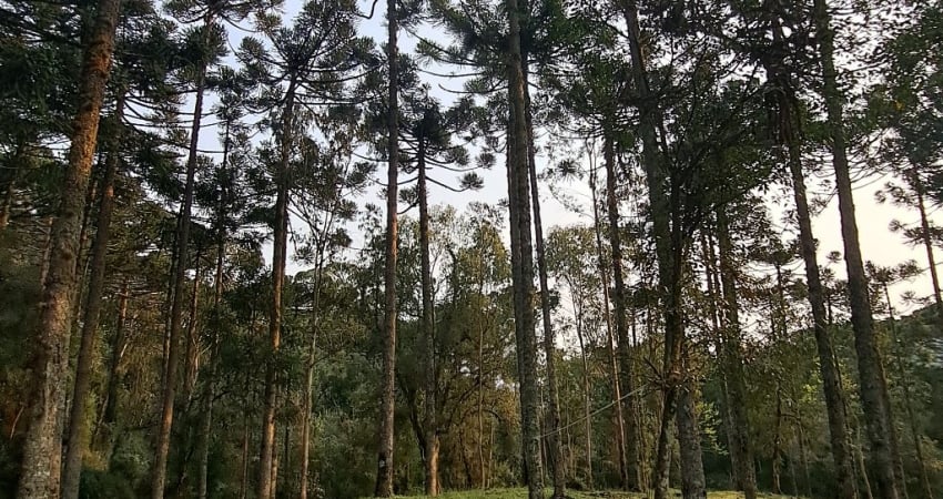 Chácara / sítio à venda na Avenida Júlio de Castilhos, Eletra, São Francisco de Paula