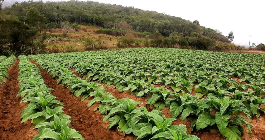 Terreno à venda na linha doutor flores, Zona Rural, Mariana Pimentel
