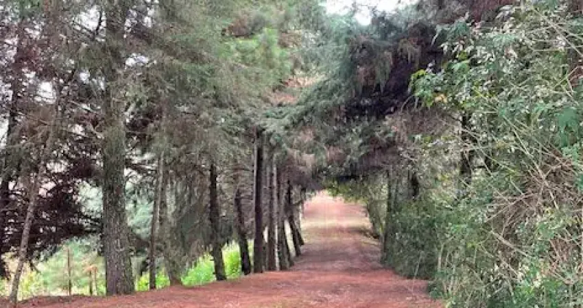 Chácara 2 hectares - 2,5 km do centro de Campo Magro