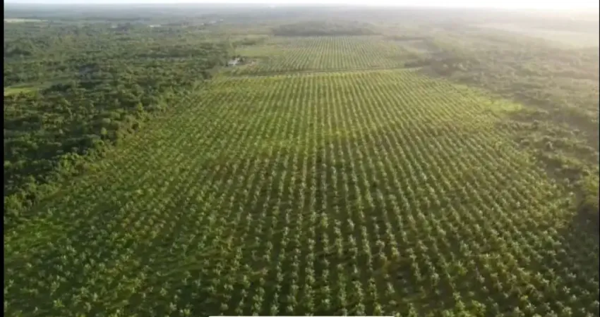 VENDA! ÁREA RURAL COM PLANTAÇÃO DE AÇAI - SÃO JOÃO DA PONTA-PA