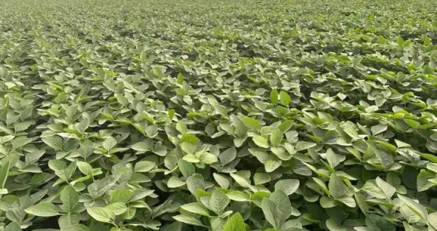 VENDO FAZENDA GIGANTE EM JUSSARA DE GOIÁS P/ PLANTIO 3 SAFRA POR ANO!