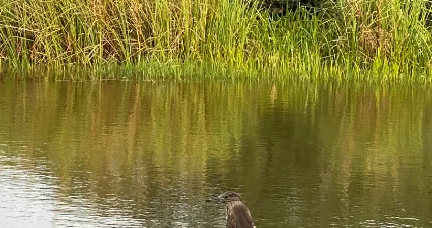 Propriedade a beira rio e próximo do mar, praia do siriú em garopaba