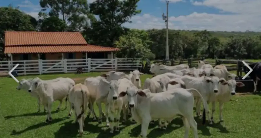 A&m imoveis vende exelente fazenda com 65 hectares muita agua