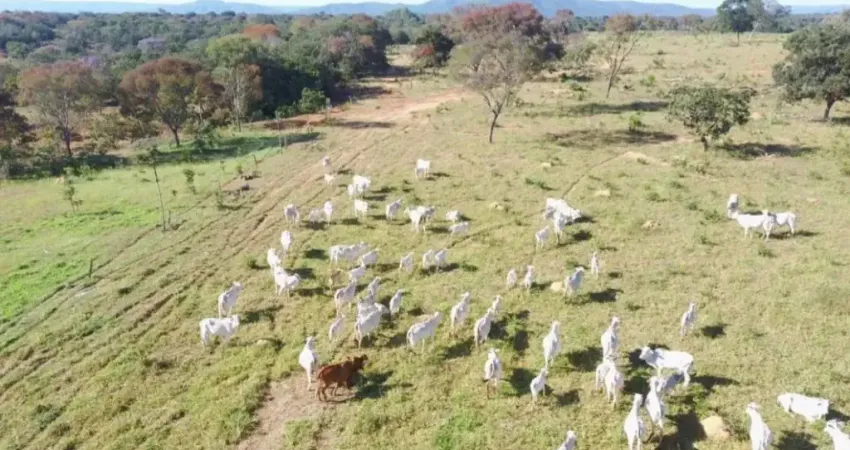 A&M IMOVEIS VENDE EXELENTE FAZENA COM 162.5 HECTARES EM Buritis - MG