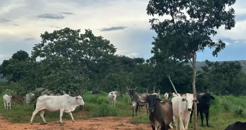 Fazenda com 1 sala à venda na Rua José de Alencar, Zona Rural, Buritis