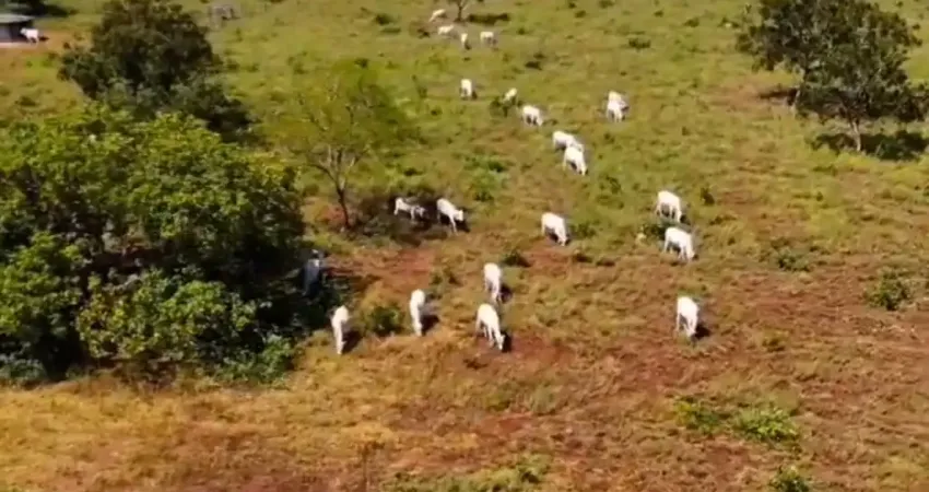 * A&M IMOVEIS VENDE EXELENTE FAZENDA EM FORMOSA COM 295HECTARES