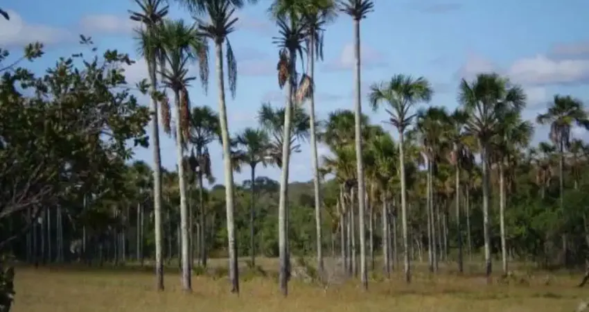 A&M Imoveis vende exelente Fazenda em Minas Gerais com 525Hectares