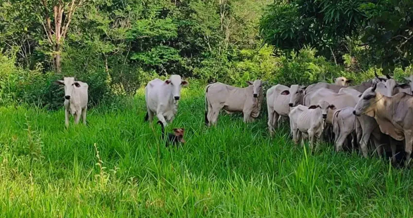 A&M IMOVEIS VENDE EXELENTE FAZENDA COM 13 ALQUEIRES MINAÇU-GO