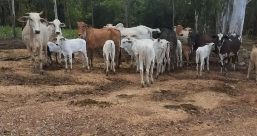Fazenda à venda na zona rural, Zona Rural, Unaí