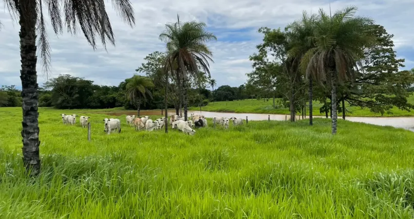 A&m imoveis vende exelente fazenda com 60 hectares  terra de cultura
