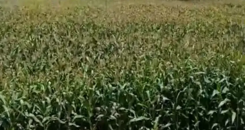 A&m imoveis vende fazenda 49hectares em garapuava mg propria lavoura e cafe