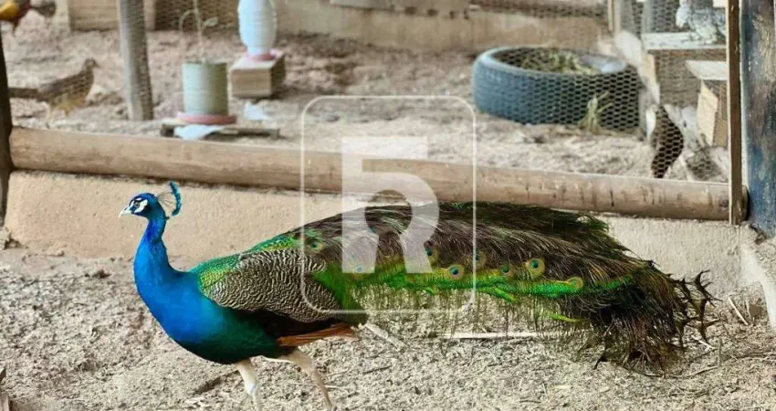 Sítio à venda, 4 quartos, Centro - São Brás do Suaçuí/MG