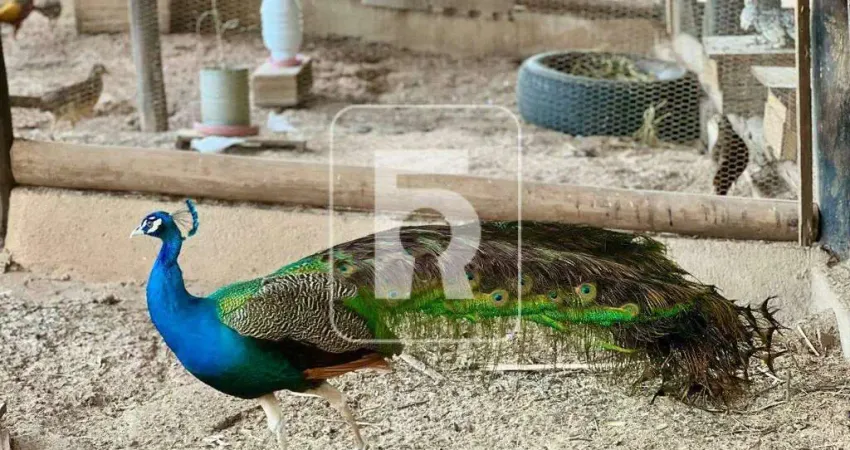 Fazenda à venda, 4 quartos, Centro - São Brás do Suaçuí/MG